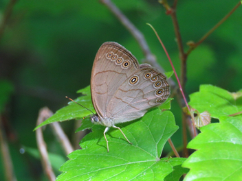 Appalachian Brown